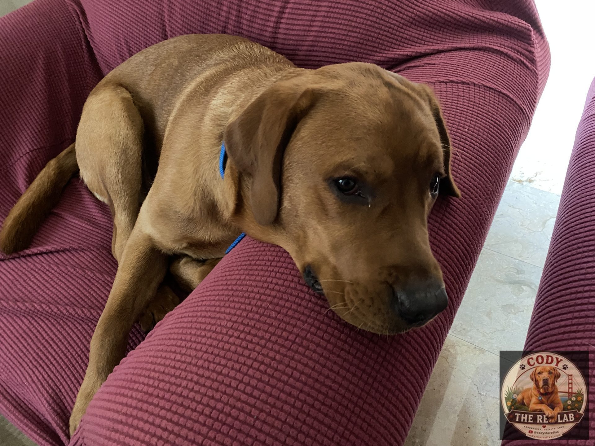 Cody the Red Lab - photo 73