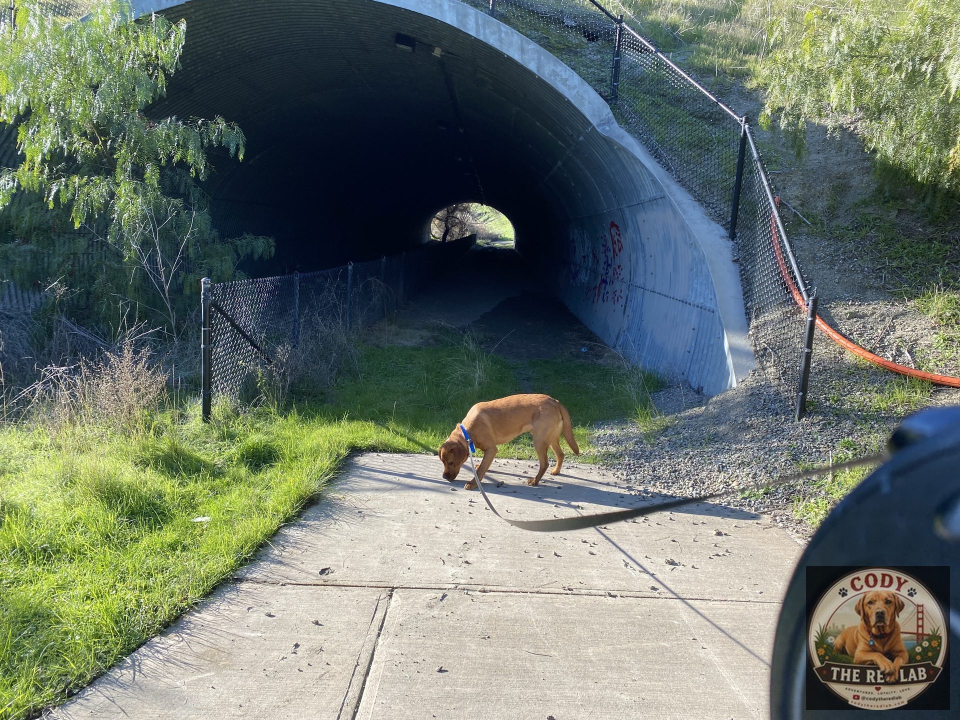 Cody the Red Lab - photo 74