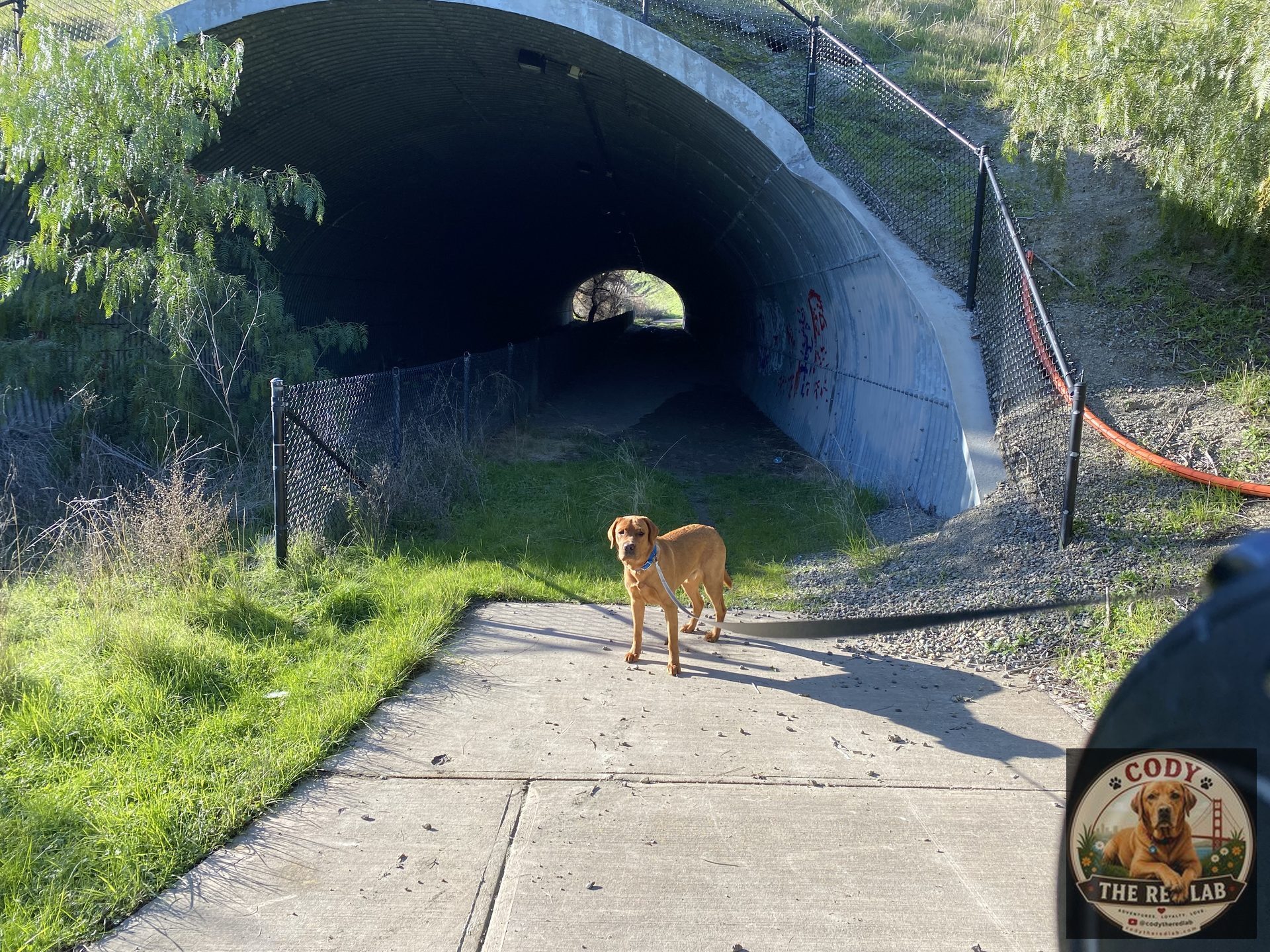 Cody the Red Lab - photo 75