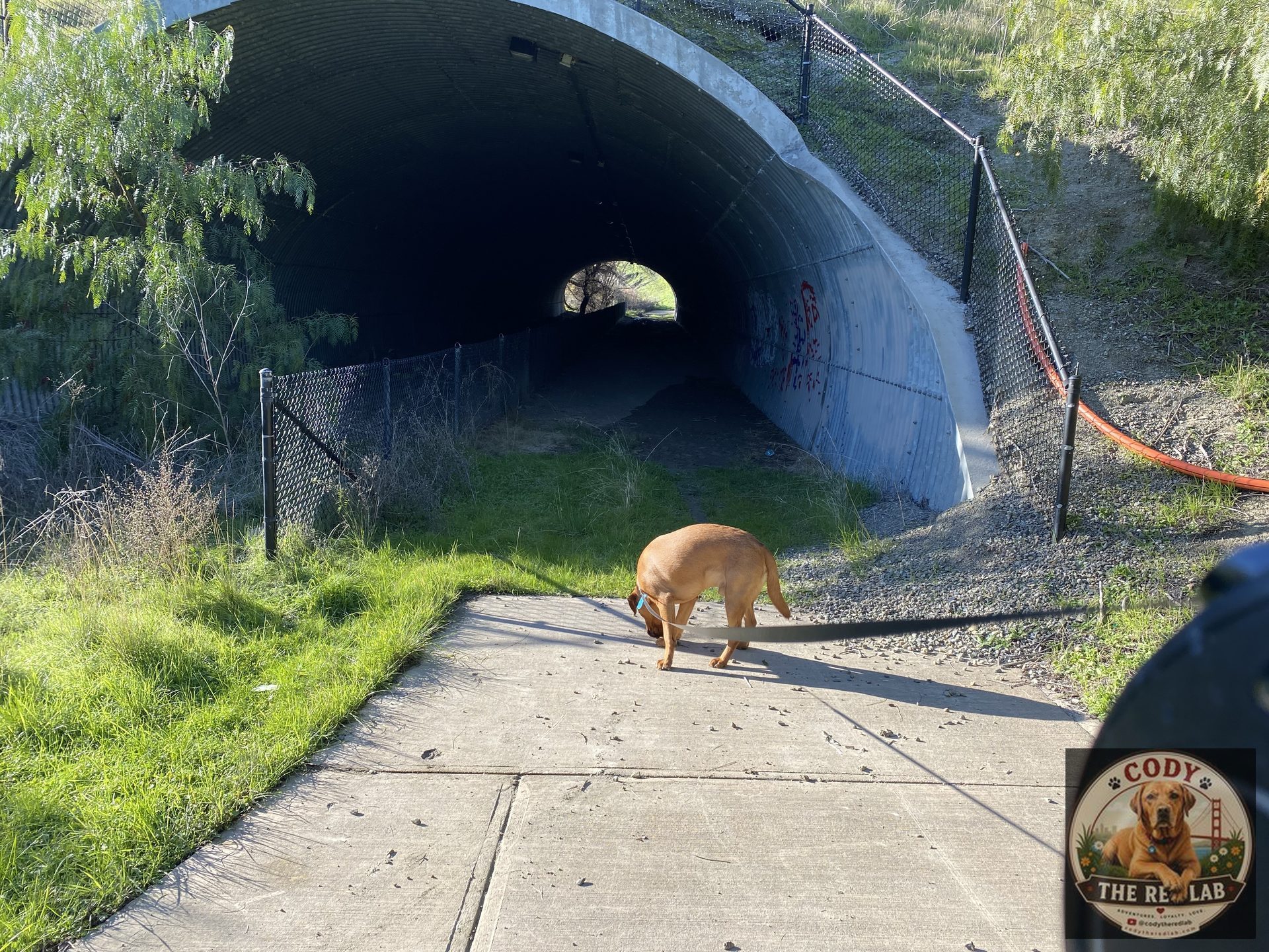 Cody the Red Lab - photo 76
