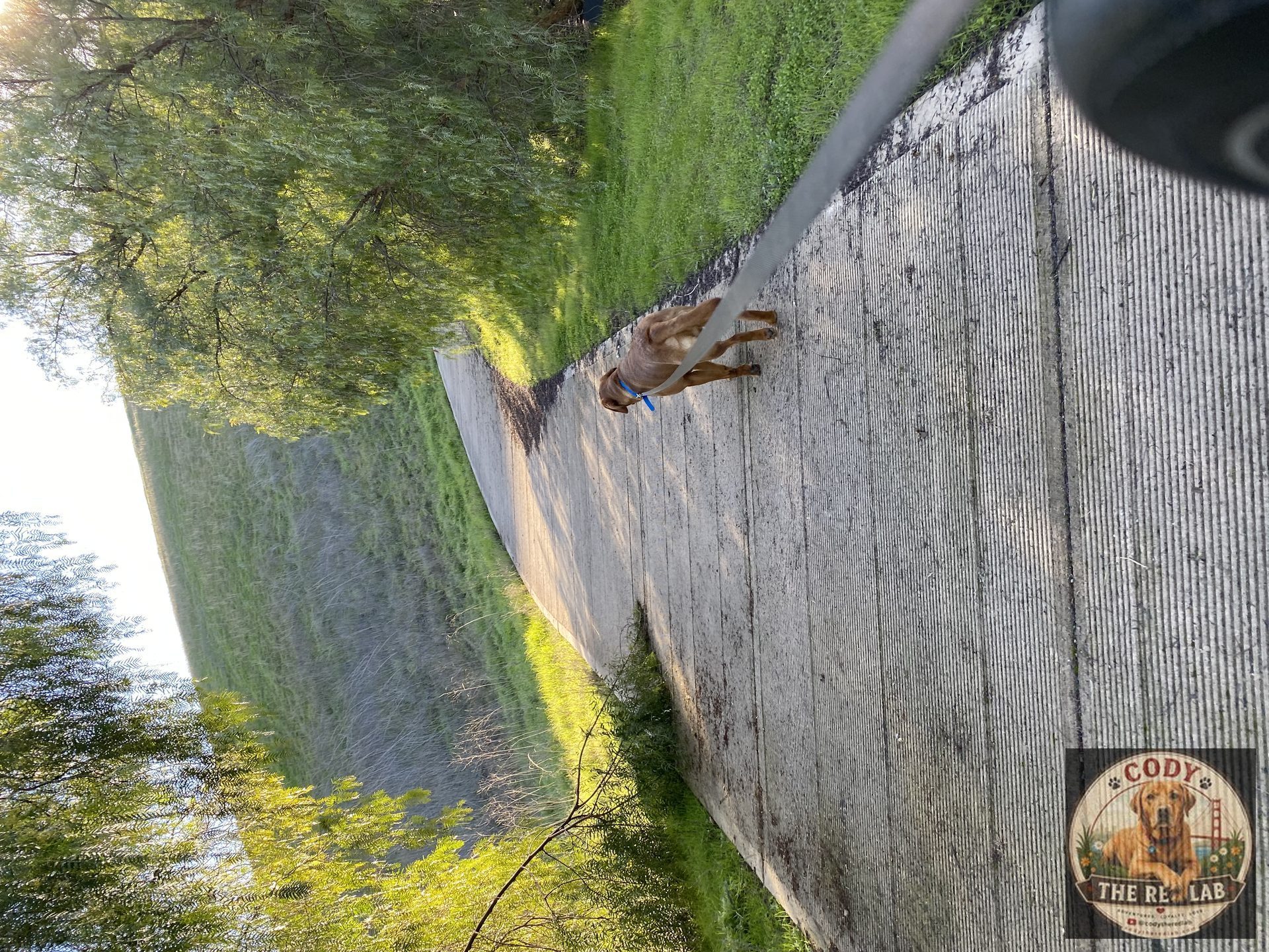 Cody the Red Lab - photo 77