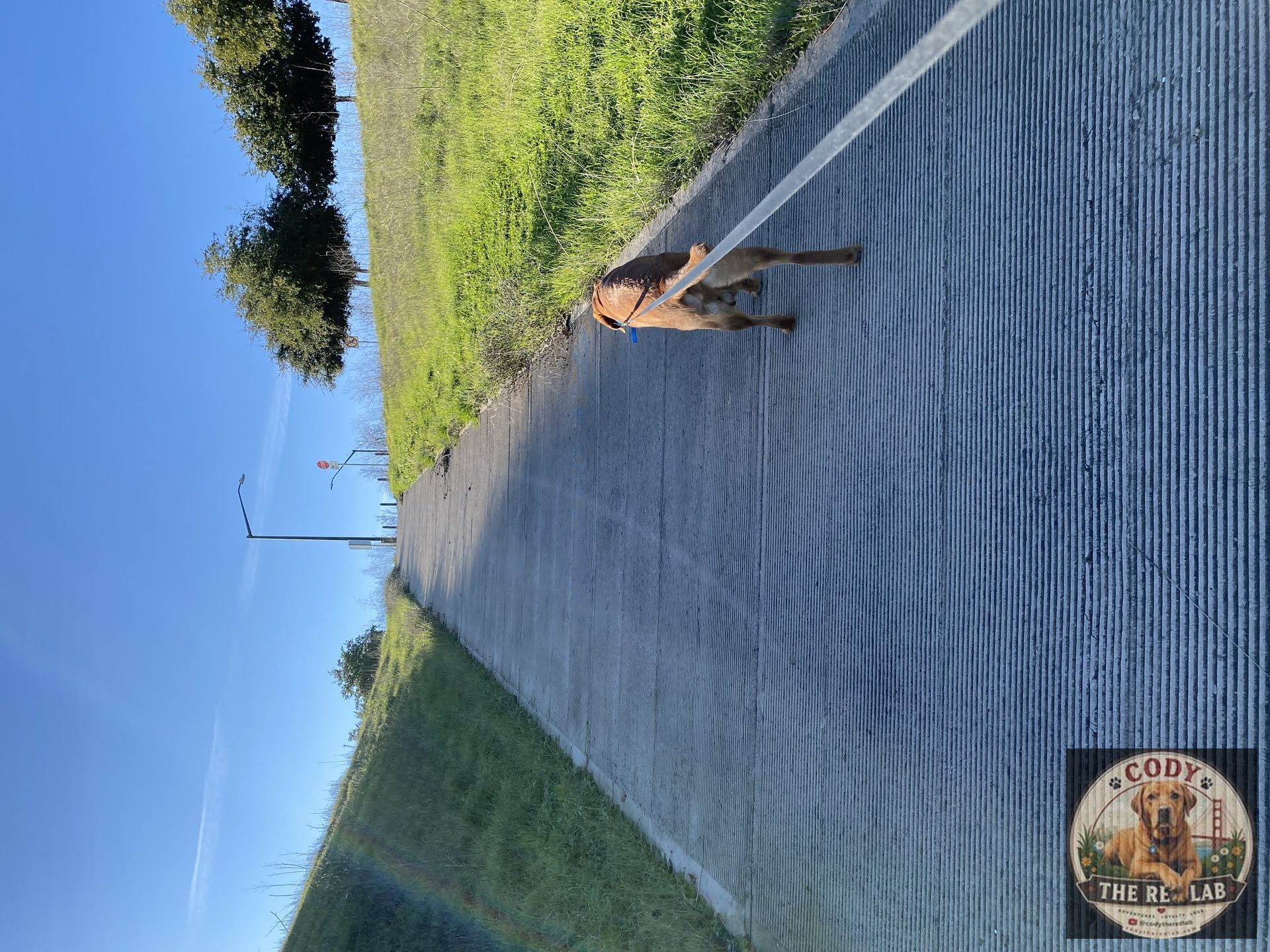 Cody the Red Lab - photo 81