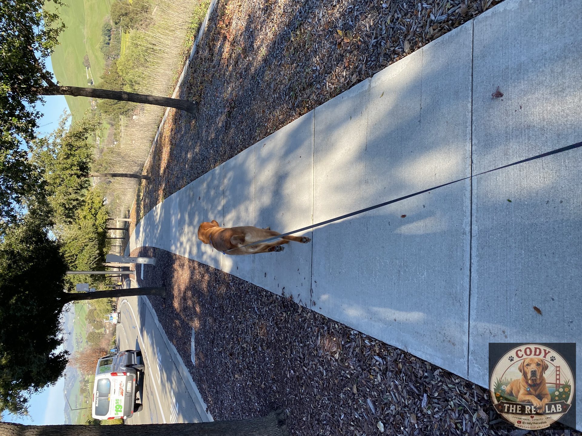 Cody the Red Lab - photo 89