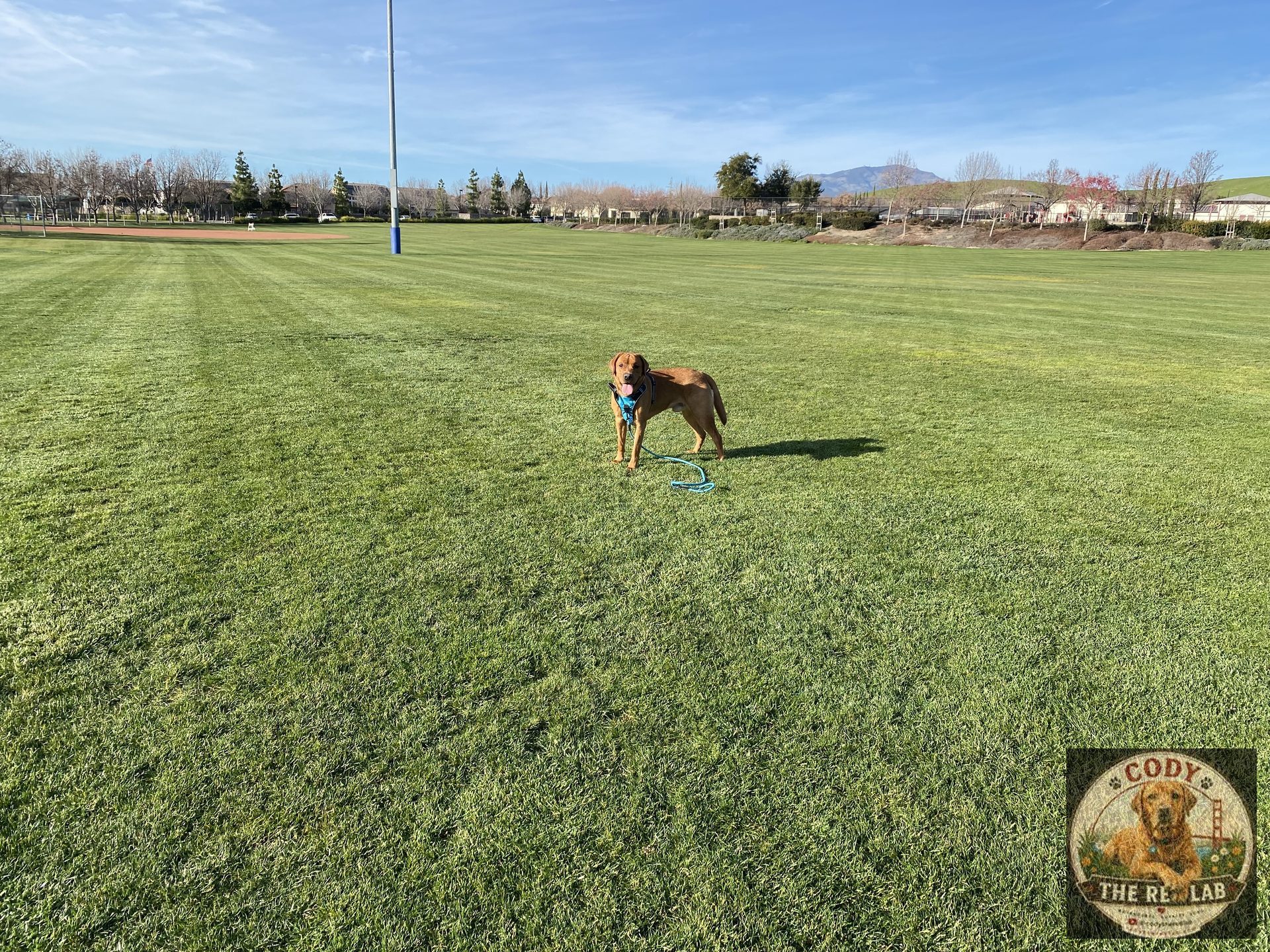 Cody the Red Lab standing on a sunny grass field