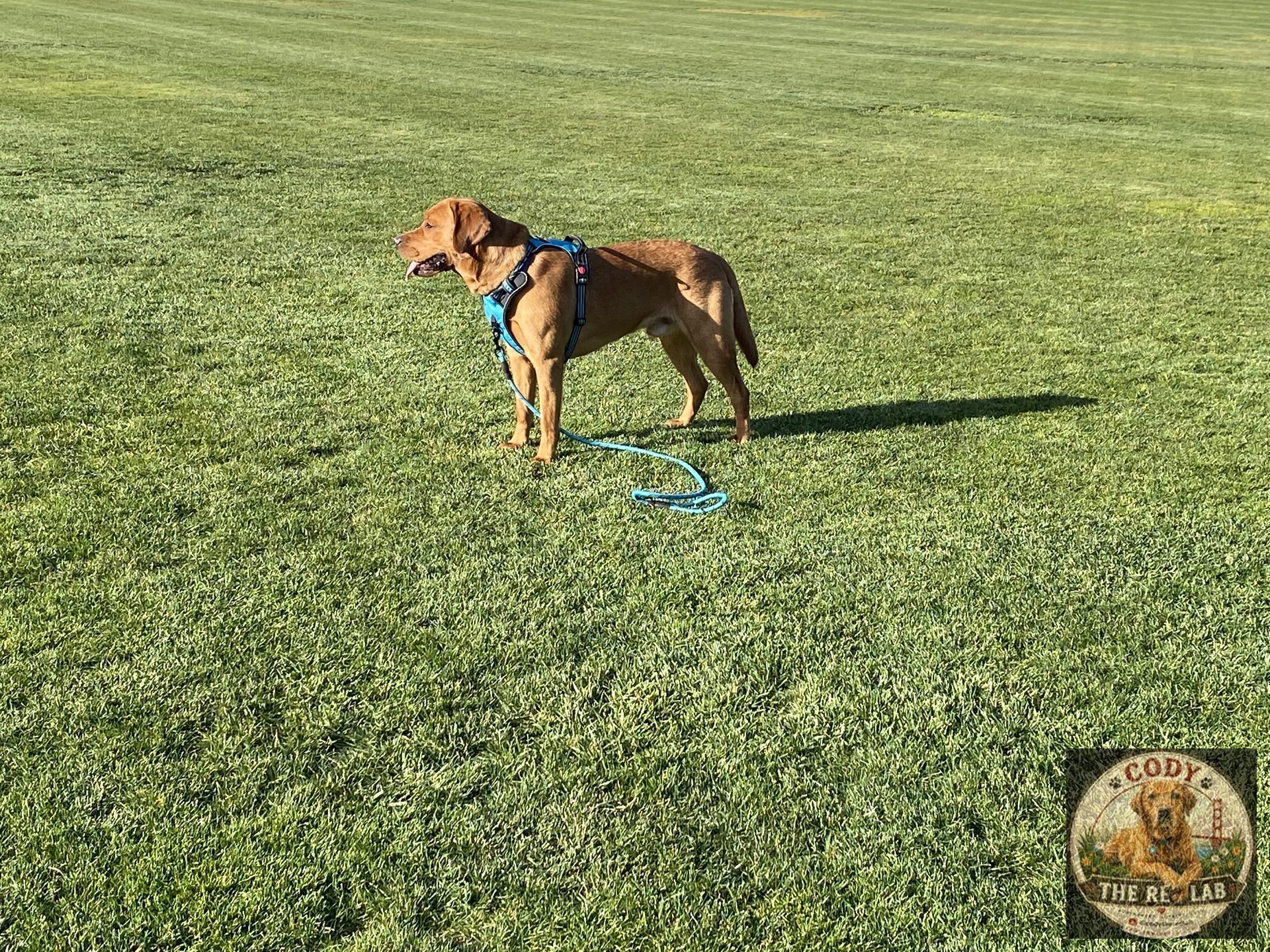 Cody the Red Lab - photo 91