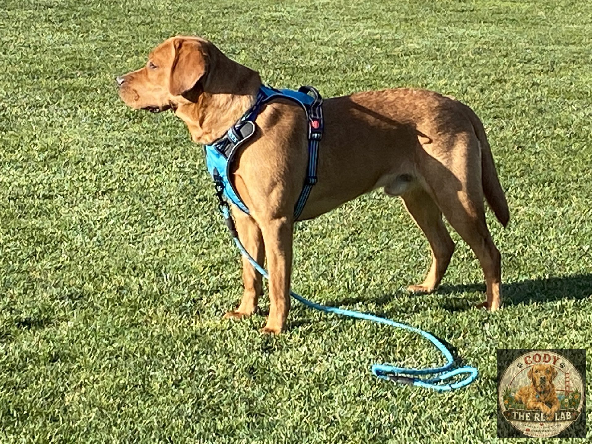 Cody the Red Lab - photo 92