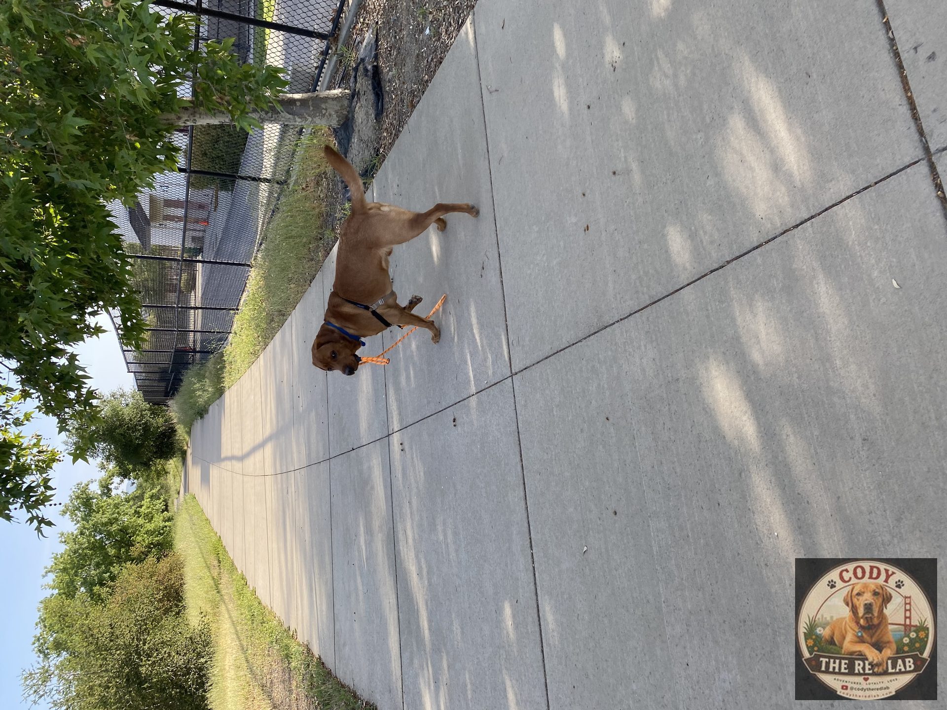 Cody the Red Lab - photo 93