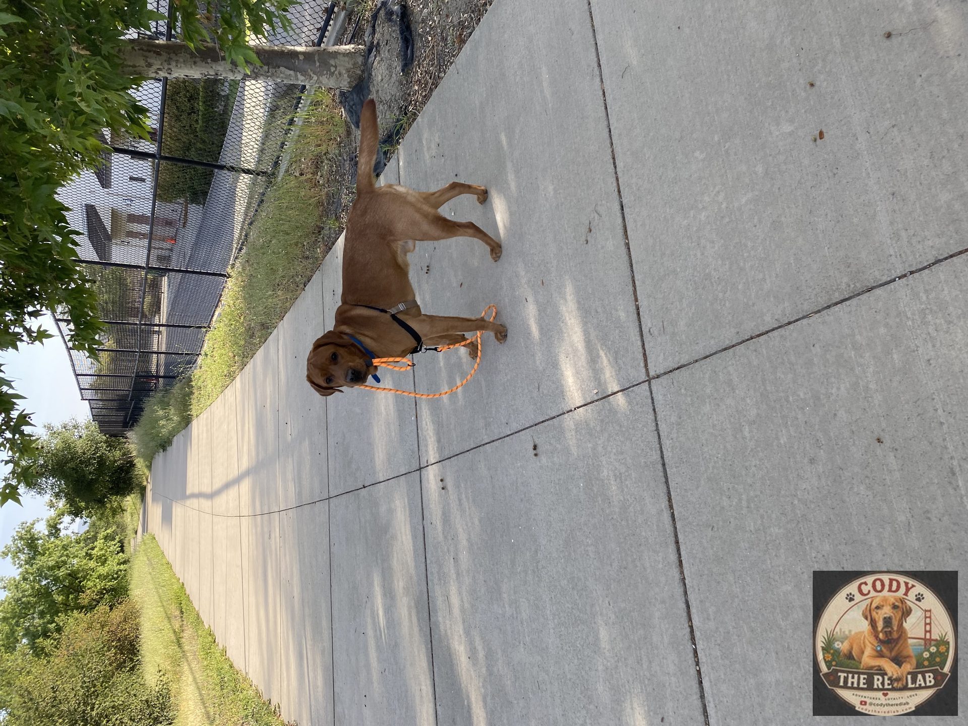 Cody the Red Lab - photo 94