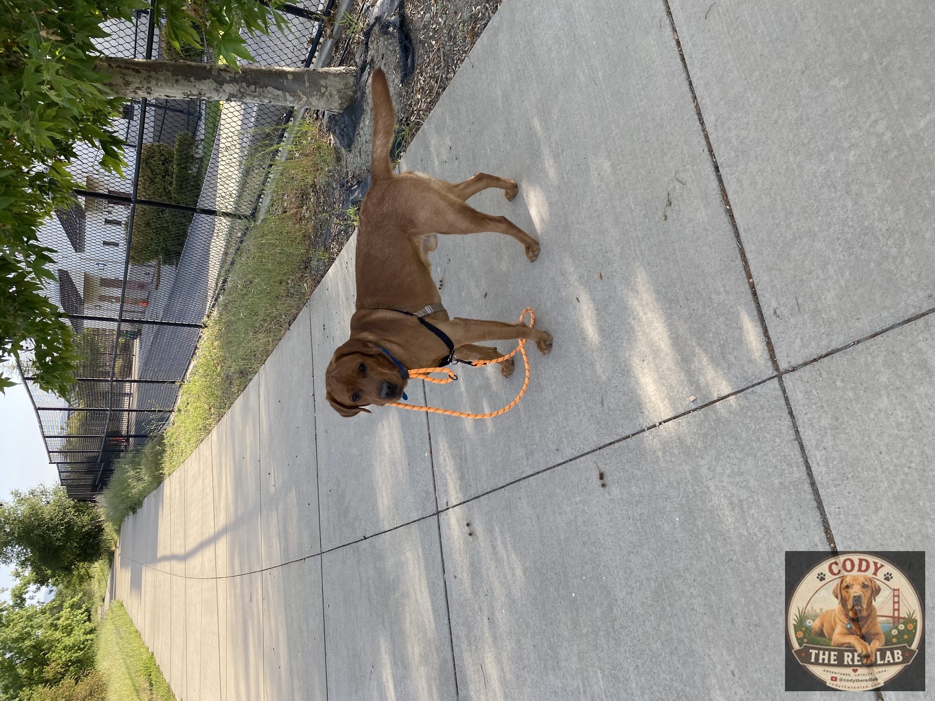 Cody the Red Lab - photo 95