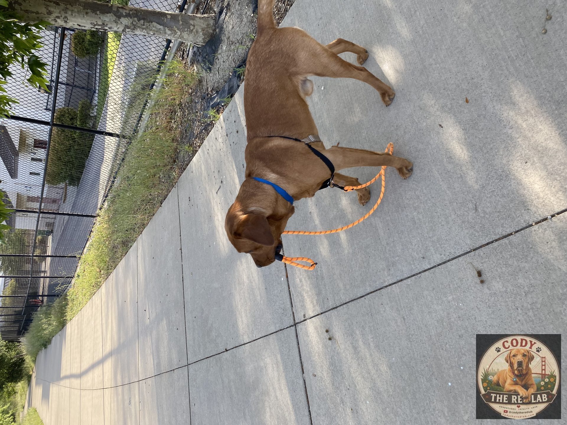 Cody the Red Lab - photo 96