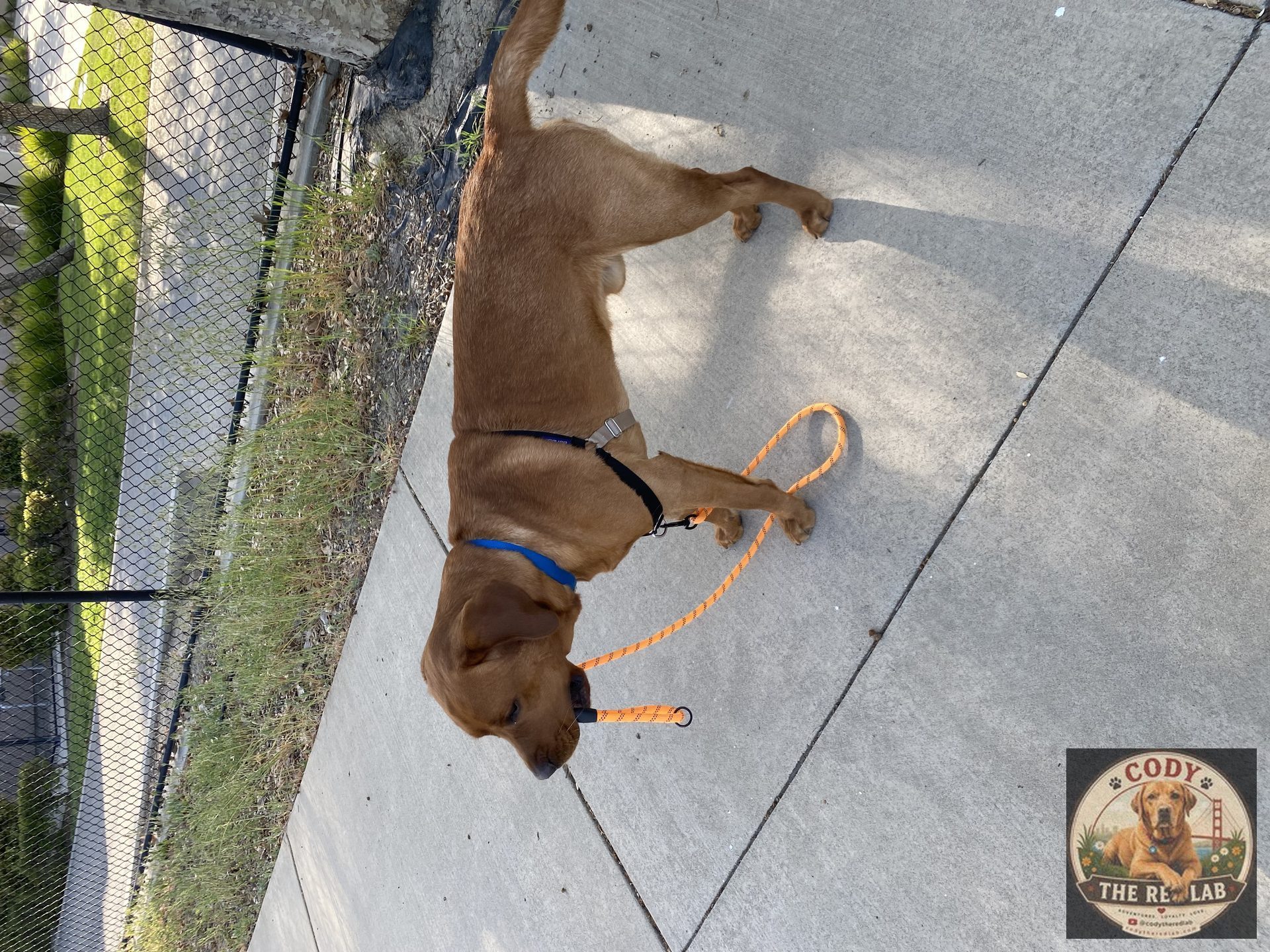 Cody the Red Lab - photo 97