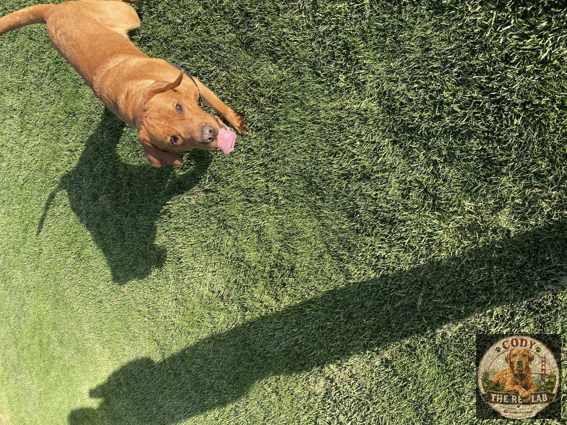 Cody the Red Lab - photo 99