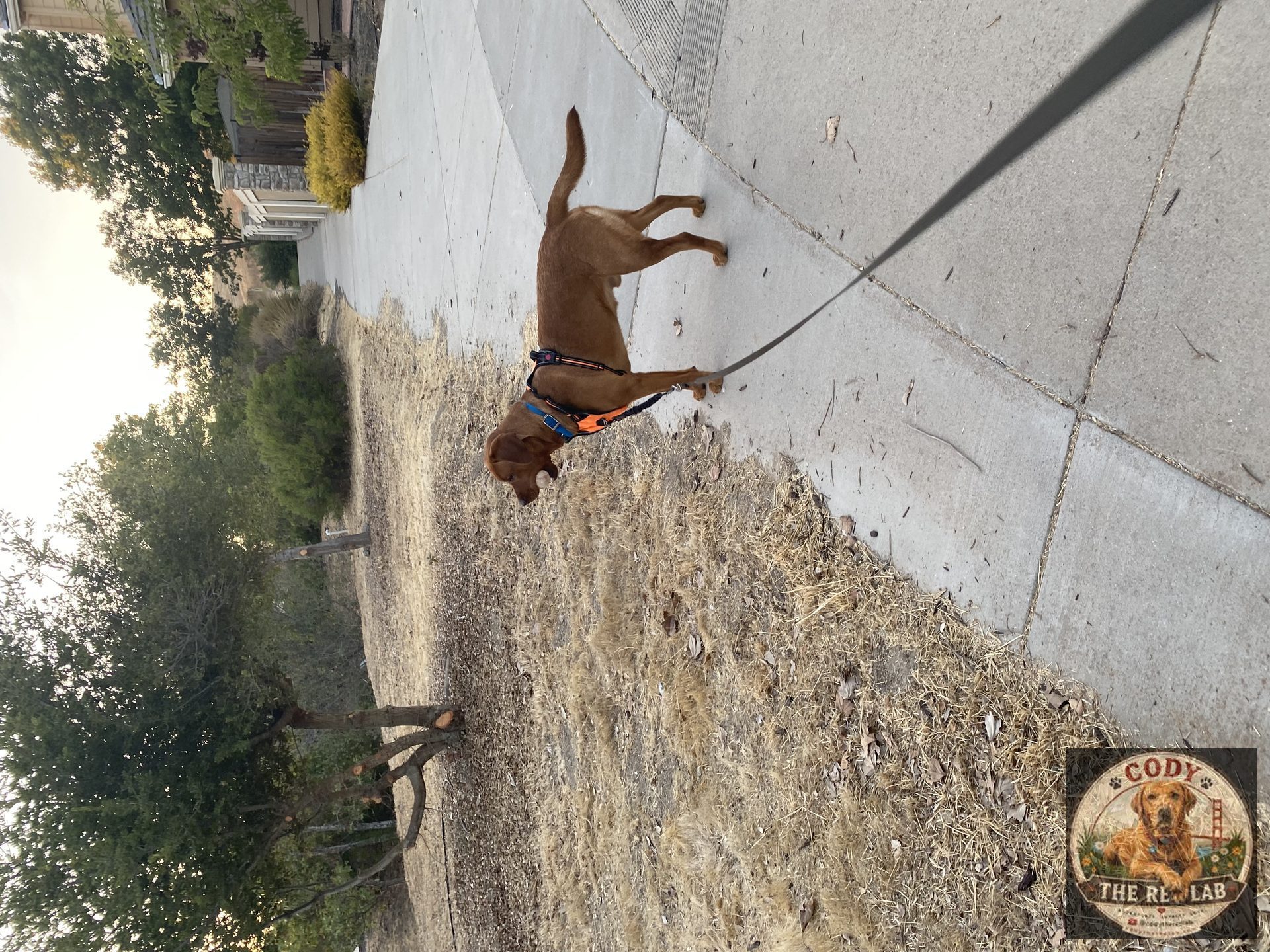 Cody the Red Lab - photo 100