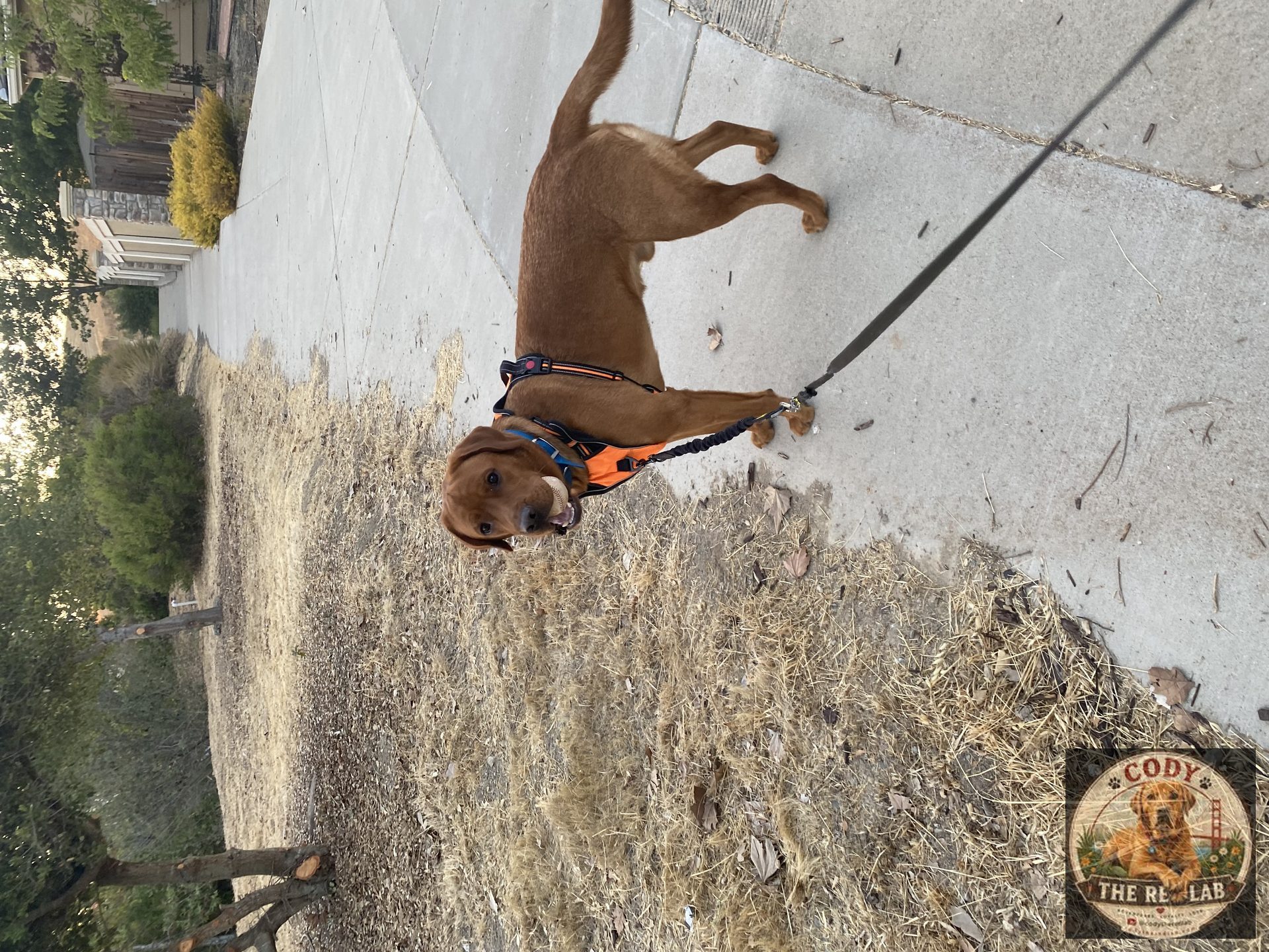 Cody the Red Lab - photo 101
