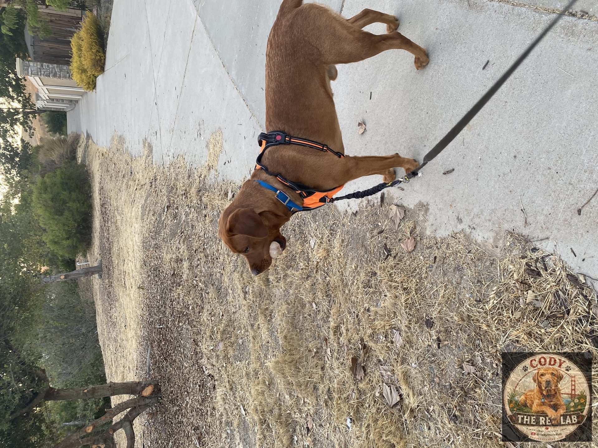 Cody the Red Lab - photo 102