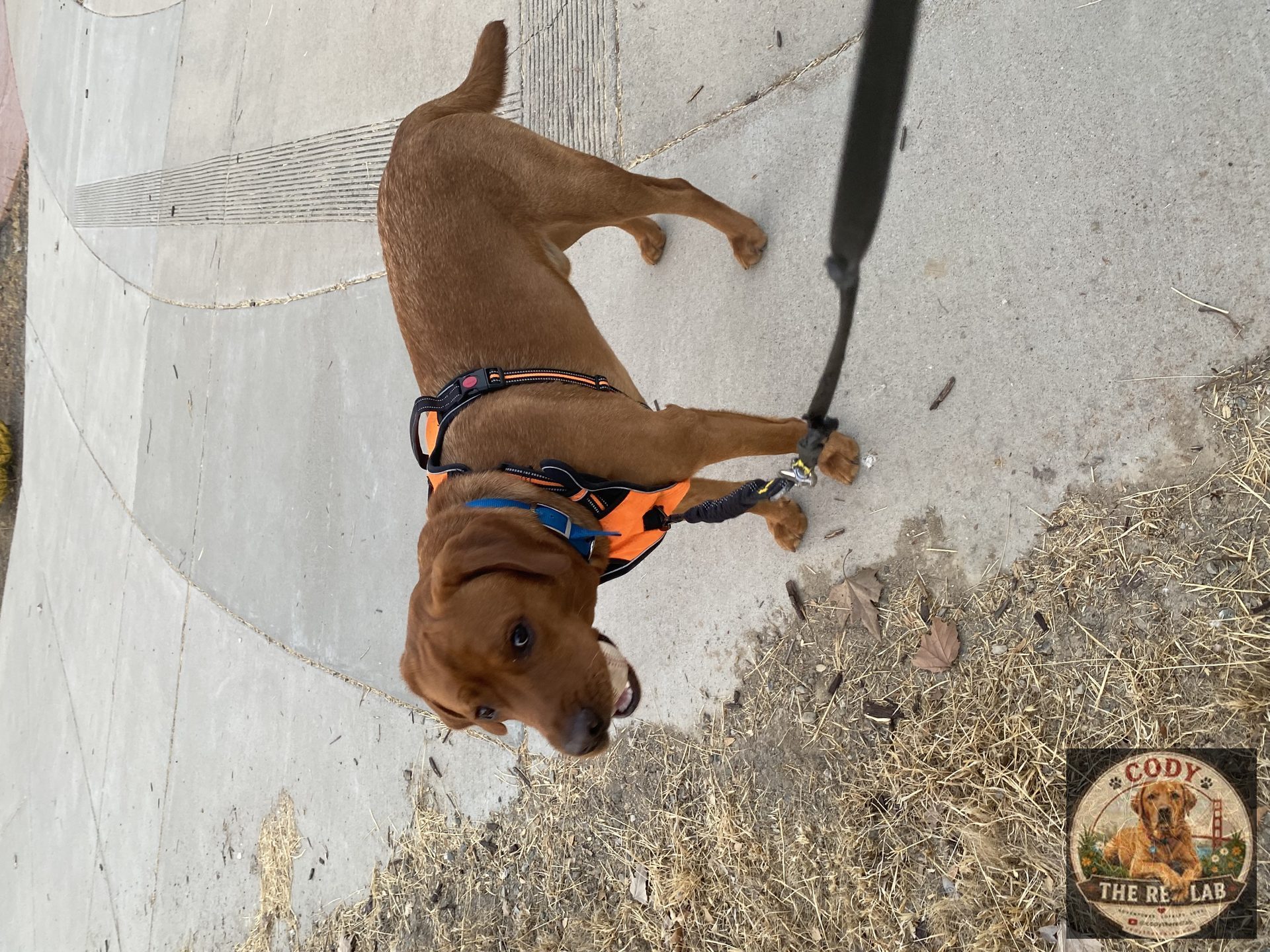 Cody the Red Lab - photo 103
