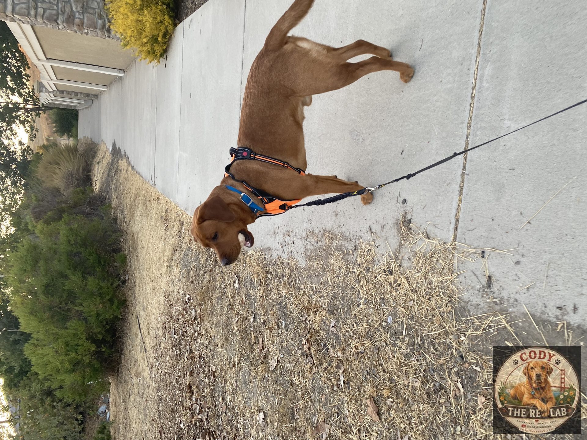 Cody the Red Lab - photo 104