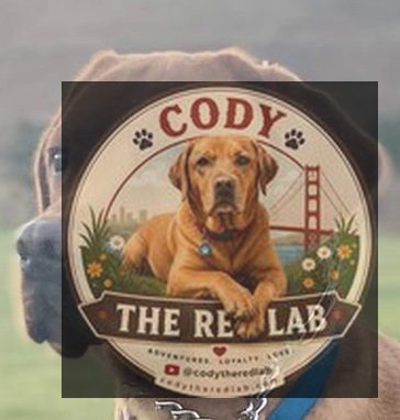 Cody the Red Lab - photo 105