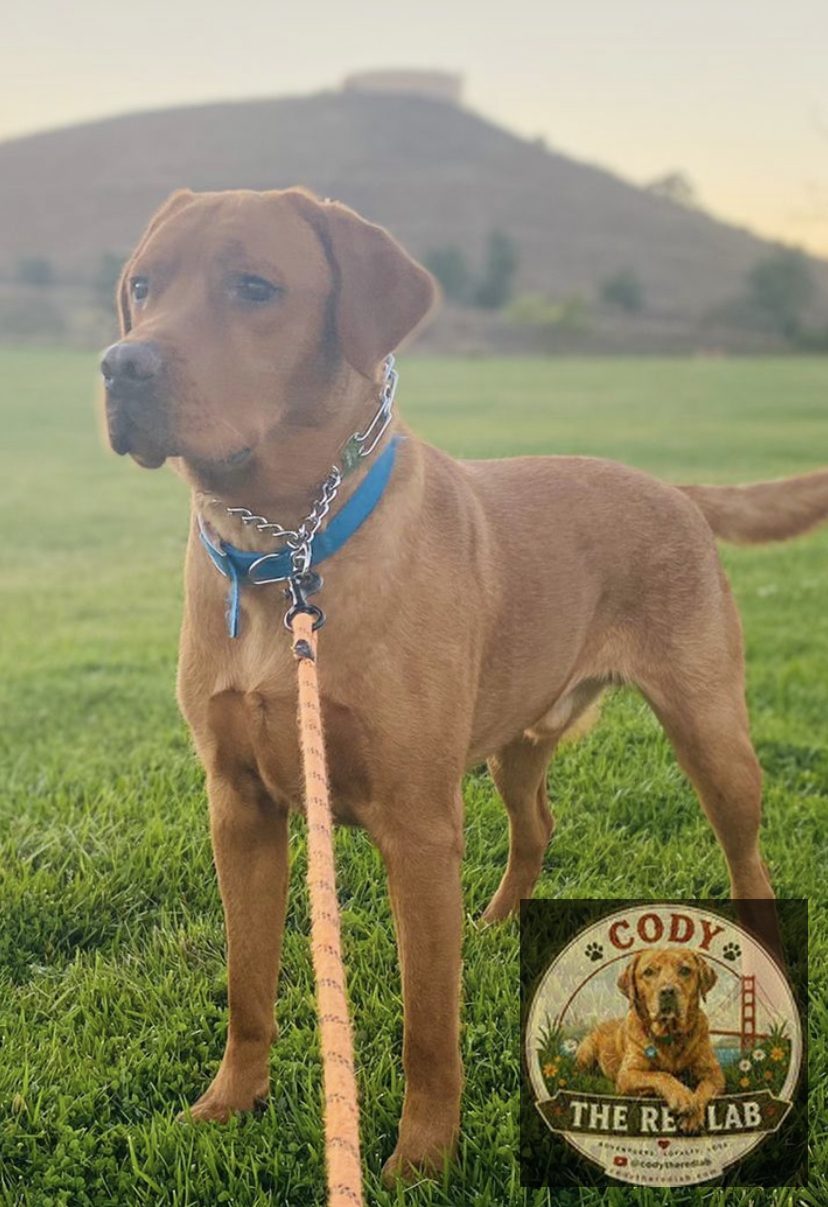 Cody the Red Lab - photo 107