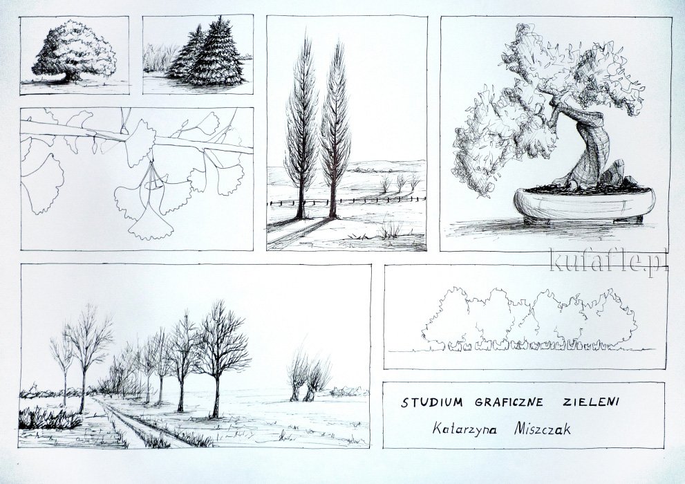 drzewa w tuszu, studium zieleni rysunki drzew.jpg