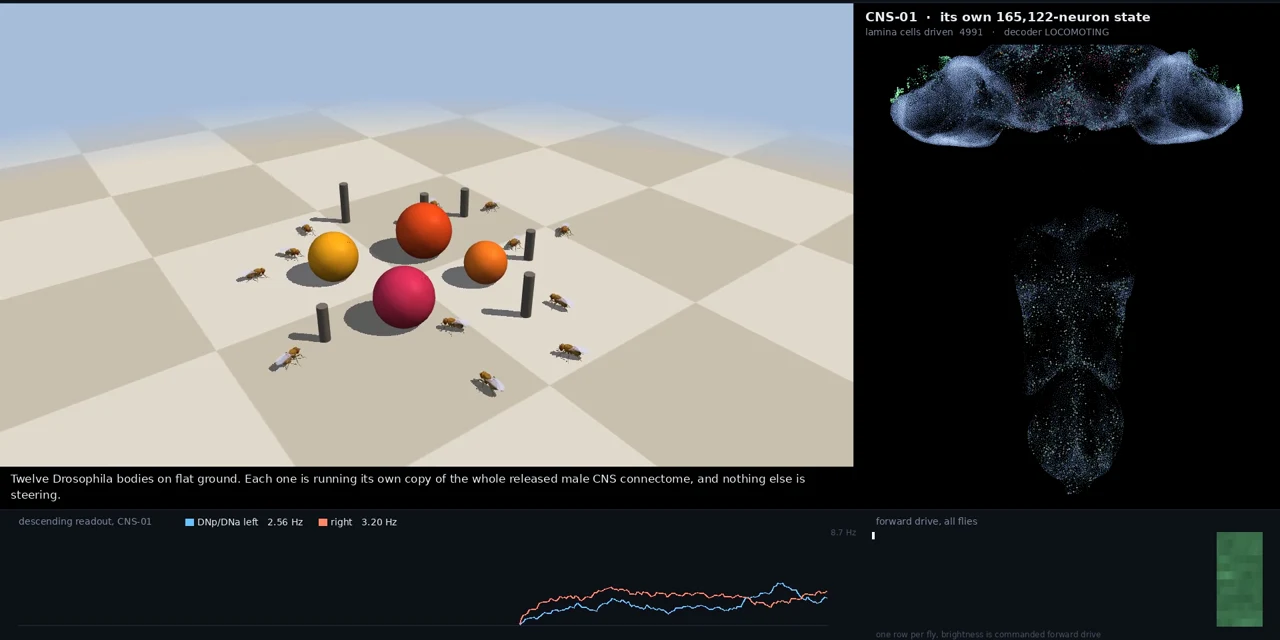 Fly.exe preview