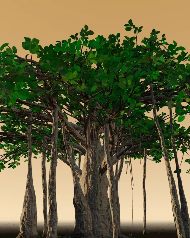 Banyan preview
