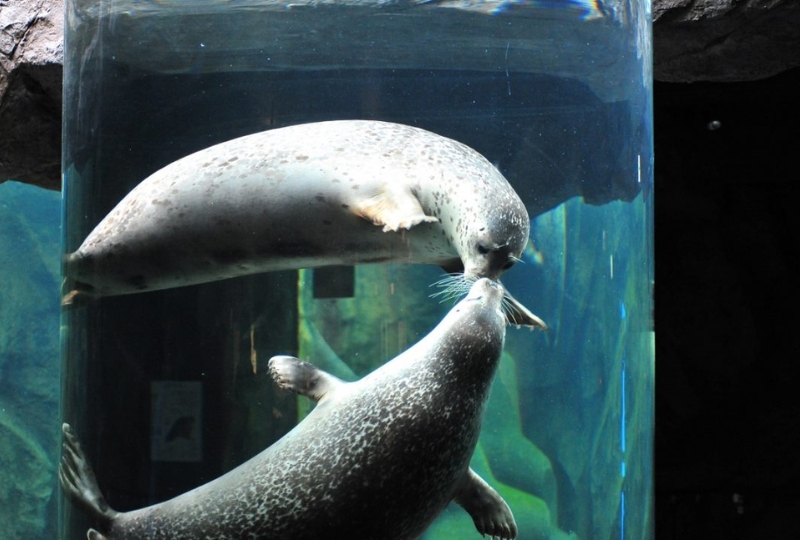 Seals Swimming in the Glass Tunnel in Asahiyama Zoo