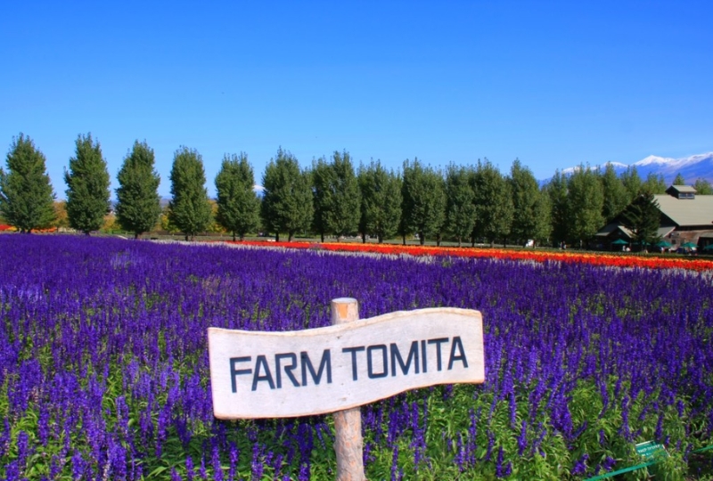 Tomita Farm with its stunning lavender fields