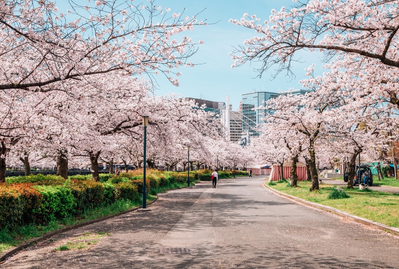 When is Japan's Sakura season?