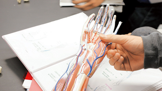 授業ピックアップ｜人体の構造・機能を学ぶ「体表解剖」