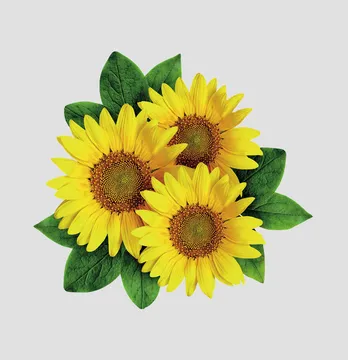 Термоналіпка "Соняшник" 19 см