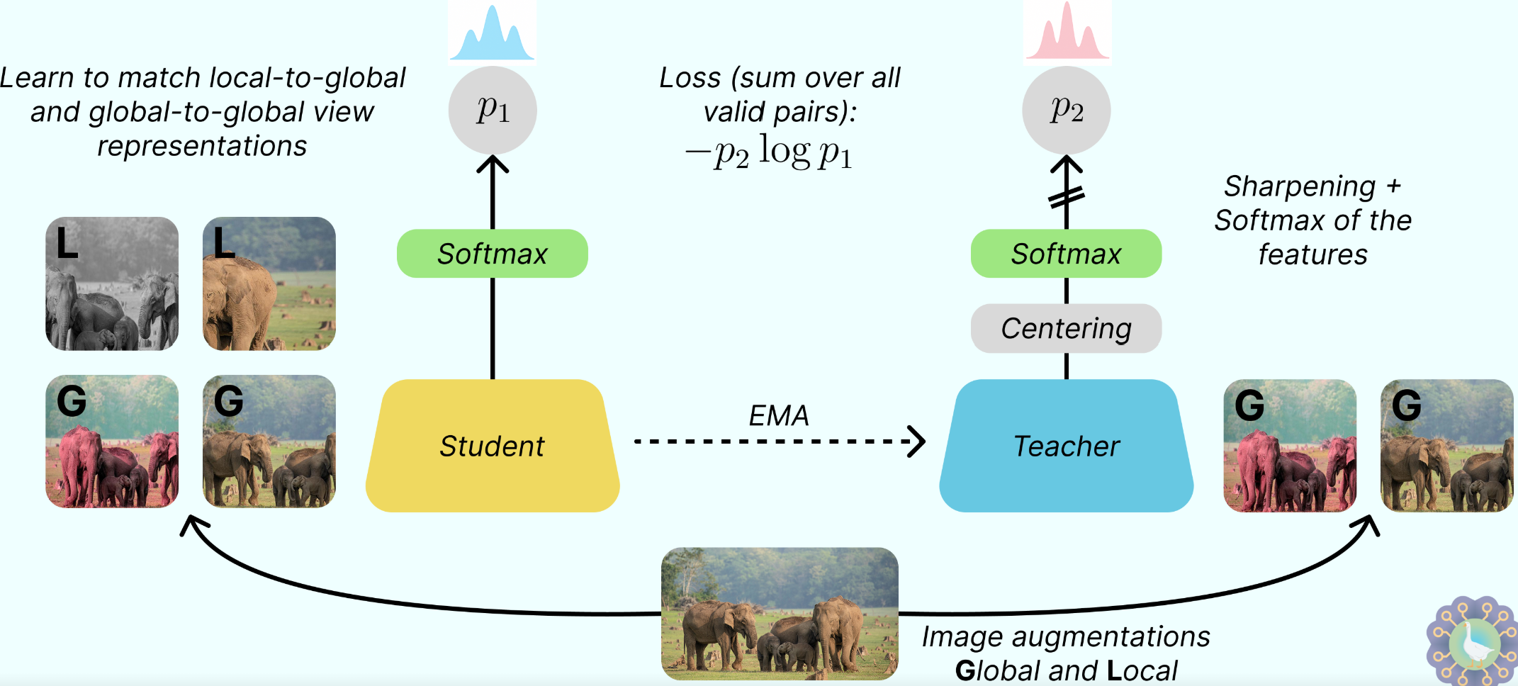Teacher student self-supervised learning in DINO