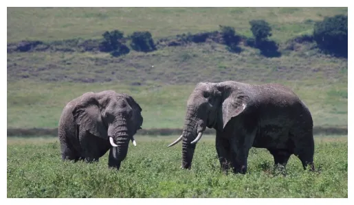Sample image of Elephants