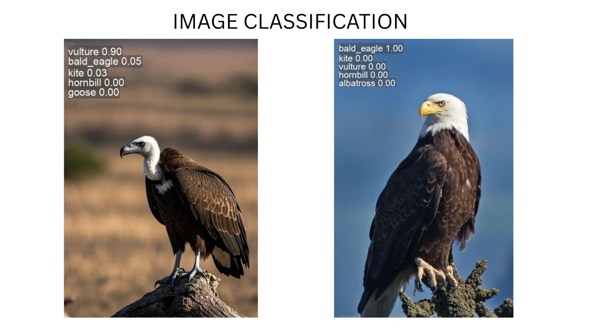 Image Classification