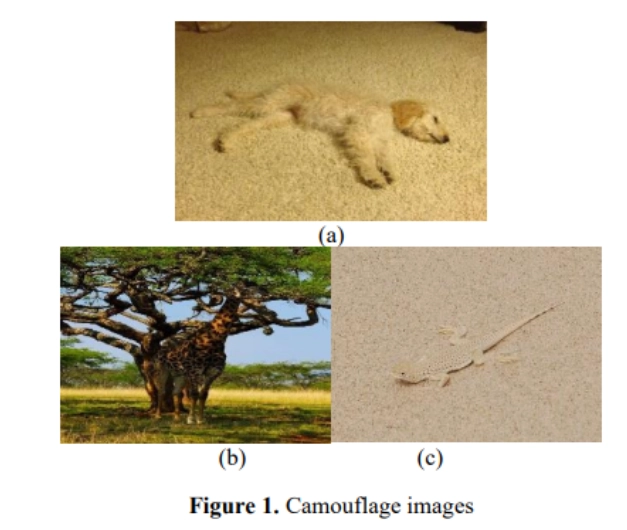 camoflaged images