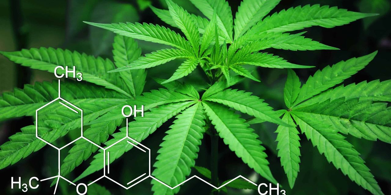 Overview of CBD benefits