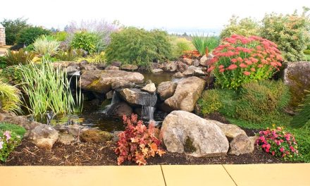 Rock Garden Ideas, Design and Plants