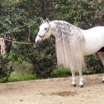 Andalusian Horses in Los Angeles