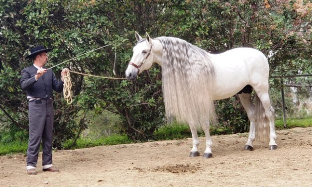 Andalusian Horses in Los Angeles