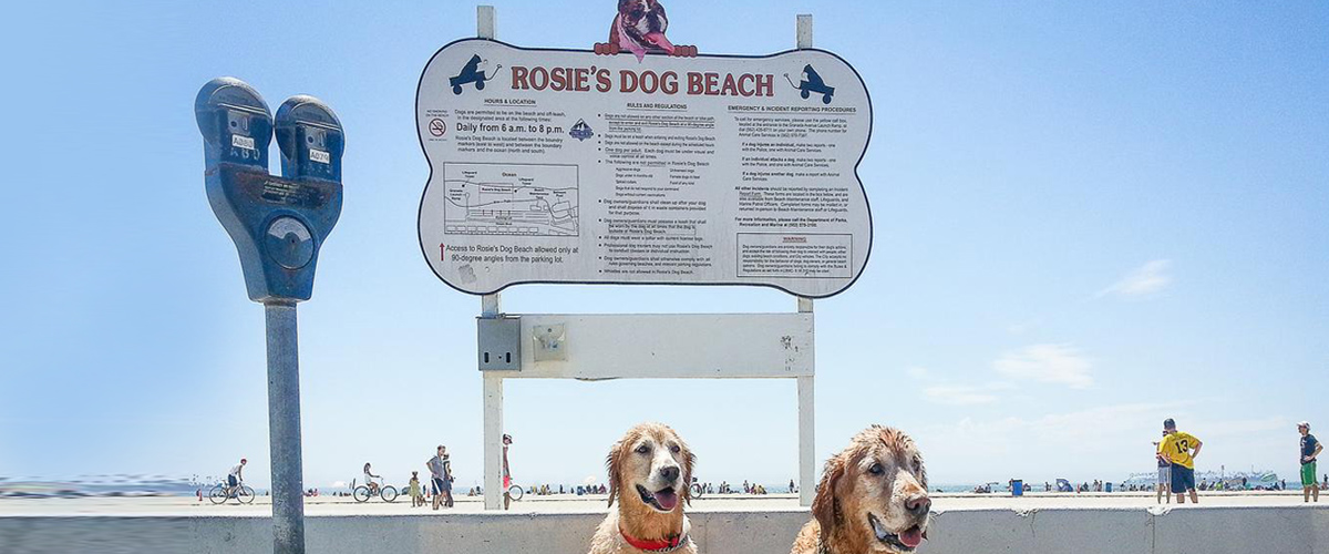 Dog Beach