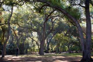 Descanso Gardens