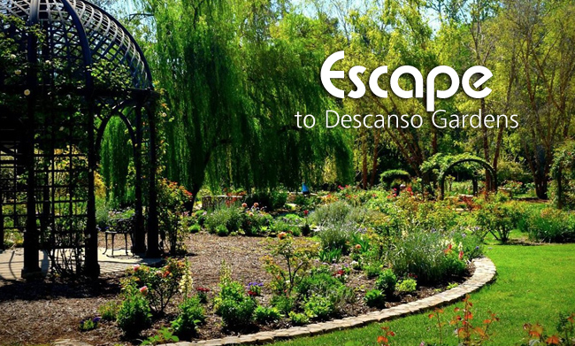 Descanso Gardens A Hidden Gem in La Cañada Flintridge