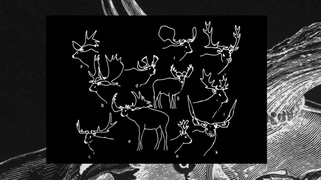 The Flesh of Language