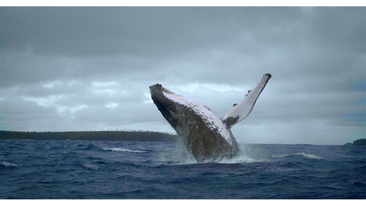 Whale Island (Nan Ren He Ta De Hai) | Labocine