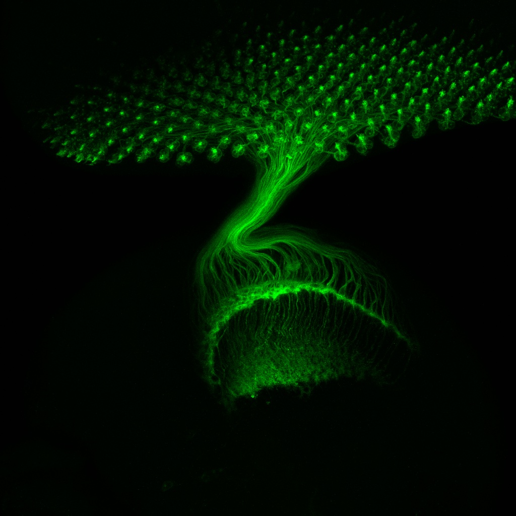 Drosophila Visual System