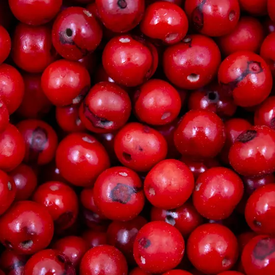 Semente De Acai Passante Com 1.000 Pecas