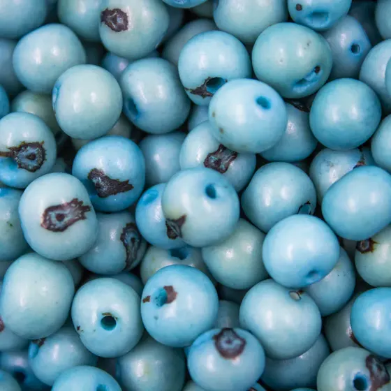 Semente De Acai Passante Com 1.000 Pecas