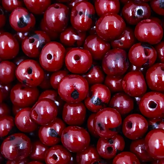 Semente De Acai Passante Com 1.000 Pecas