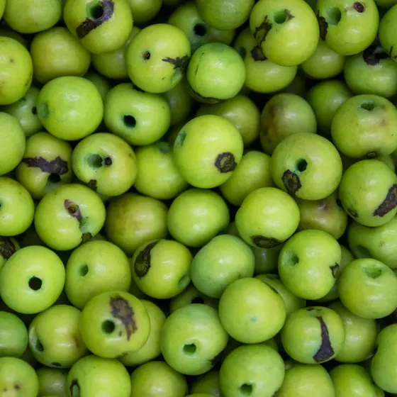 Semente De Acai Passante Com 1.000 Pecas