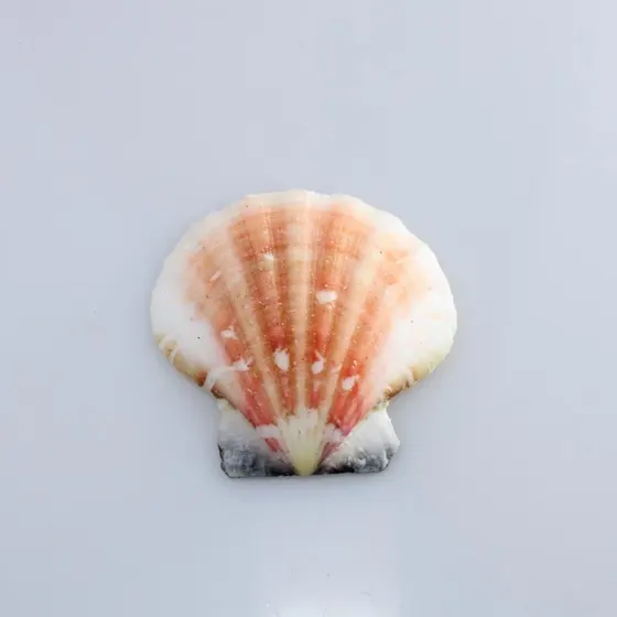 Concha Do Mar Bractechlamys Vexillum Natural Com 750Gr 000